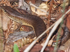 Elgaria coerulea coerulea