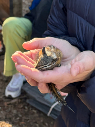 iNaturalist observation photo of Lodgepole Chipmunk