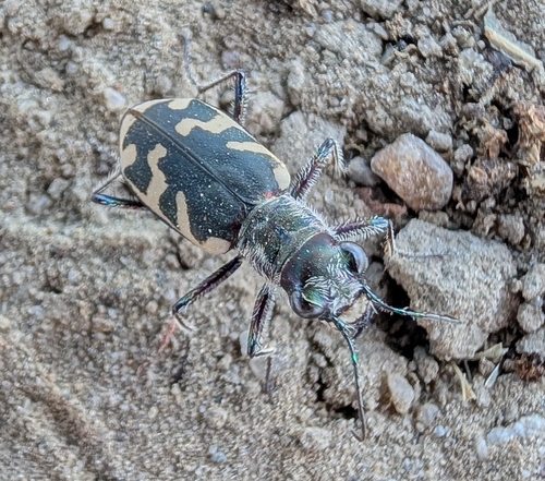 Eastern Sand Tiger Beetle