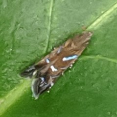 Strobisia proserpinella