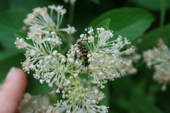 Typocerus