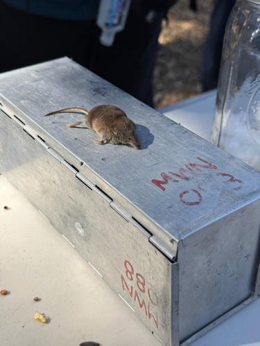 iNaturalist observation photo of Vagrant Shrew