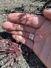 Eriogonum luteolum