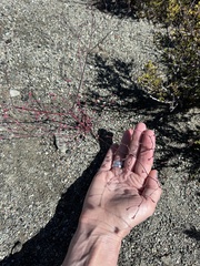 Eriogonum luteolum, photograph (c) LJ Moore-McClelland, some rights reserved (CC BY)