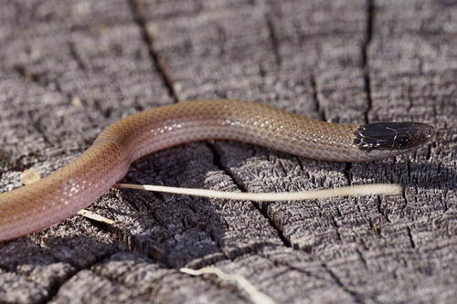 Southwestern Blackhead Snake