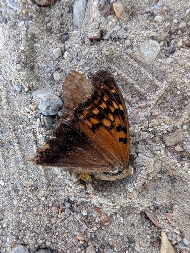 Tawny Emperor