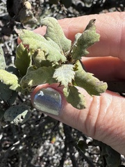 Quercus durata, photograph (c) LJ Moore-McClelland, some rights reserved (CC BY)