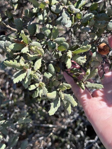 Quercus durata, photograph 4