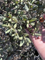 Quercus durata, photograph (c) LJ Moore-McClelland, some rights reserved (CC BY)