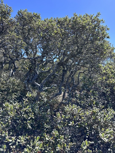 Quercus durata, photograph 5