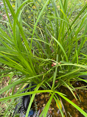 Carex frankii, photograph (c) Bob Kaucher, some rights reserved (CC BY)