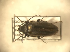 Capnochroa fuliginosa