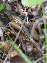 Elgaria coerulea coerulea