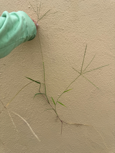 Digitaria ciliaris observed 2026-09-05