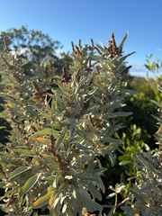 (c) Bryce Watts-Parker, some rights reserved (CC BY) Atriplex cinerea, photograph (c) Bryce Watts-Parker, some rights reserved (CC BY)