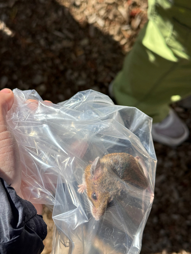 iNaturalist observation photo of North American Deer Mice