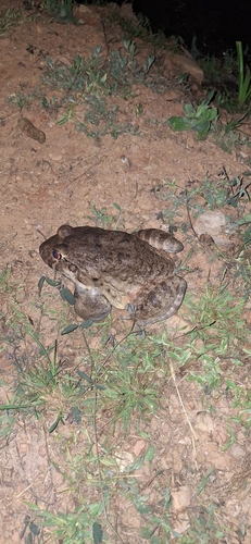 Pepper Frog
