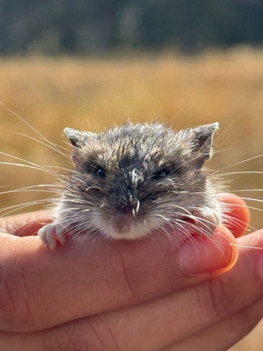 iNaturalist observation photo of North American Deer Mice