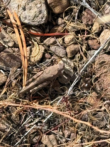 iNaturalist observation photo of Grasshoppers