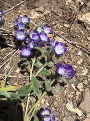 Phacelia davidsonii