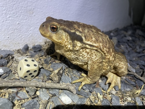 Spiny Toad