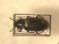 Neatus tenebrioides