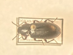 Neatus tenebrioides