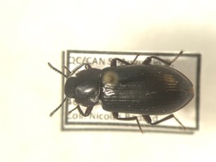 Neatus tenebrioides