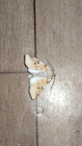 The Sallow