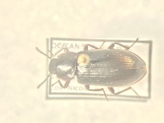 Neatus tenebrioides