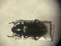Neatus tenebrioides