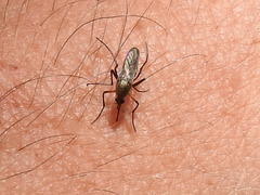 Psorophora cyanescens