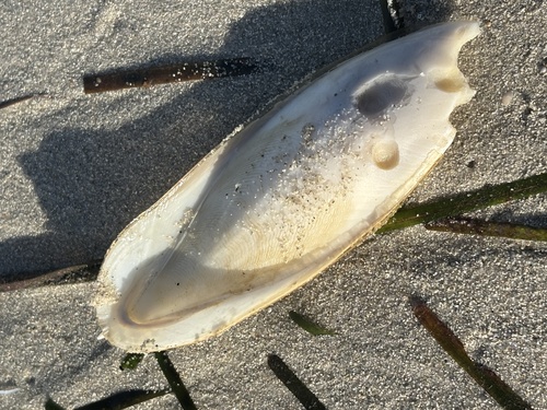 European Common Cuttlefish