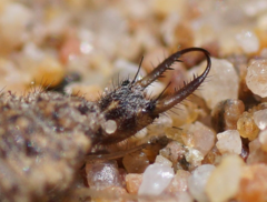 Myrmeleon bore