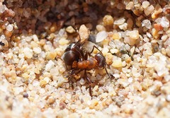 Myrmeleon bore