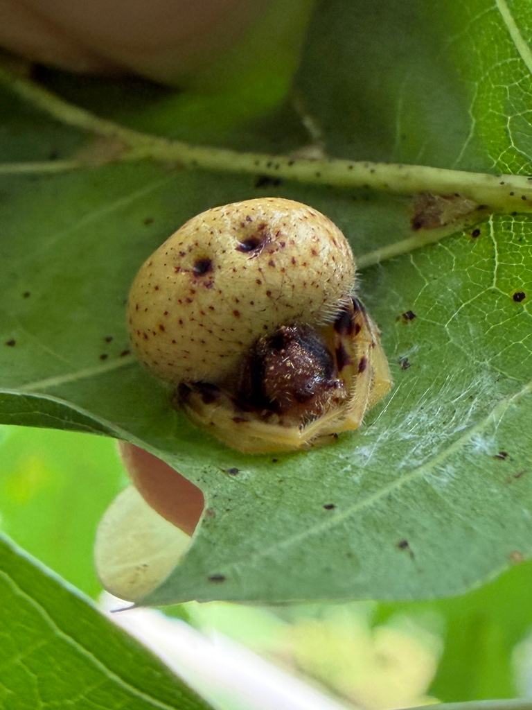 Mastophora timuqua