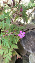 Geranium robertianum
