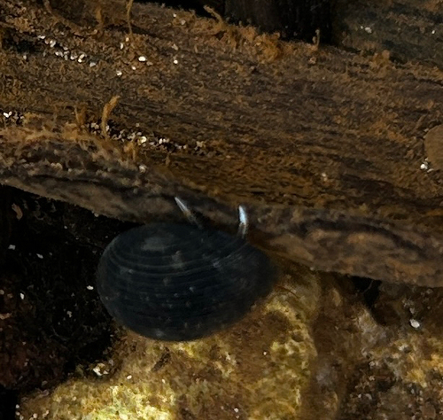 Clibanarius zebra observed 2026-08-15