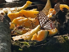 Hestina assimilis formosana