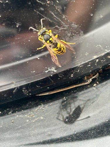 German Yellowjacket