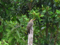 Colaptes auratus mexicanoides
