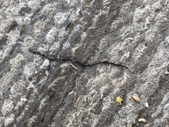 Endeavouria septemlineata