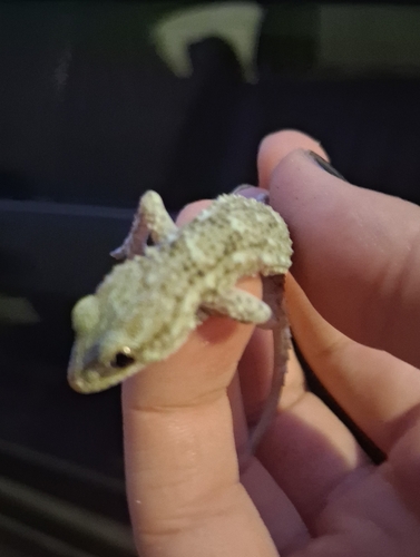 Moorish Gecko