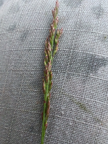 Poa compressa, photograph 3