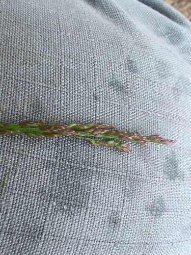 Poa compressa, photograph 4