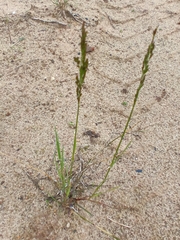 Poa compressa, photograph (c) Михаил Языков, some rights reserved (CC BY)