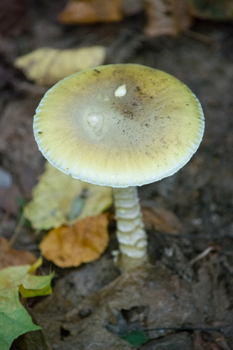 Deathcap