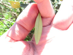 Myrceugenia glaucescens, photograph (c) Matias Cabezas, some rights reserved (CC BY)