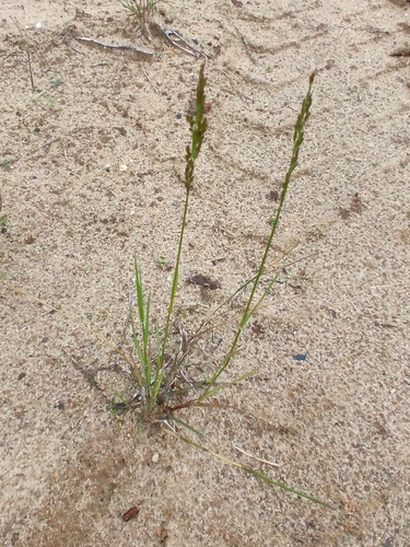 Poa compressa, photograph 6