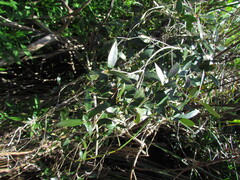 Myrceugenia glaucescens, photograph (c) Matias Cabezas, some rights reserved (CC BY)